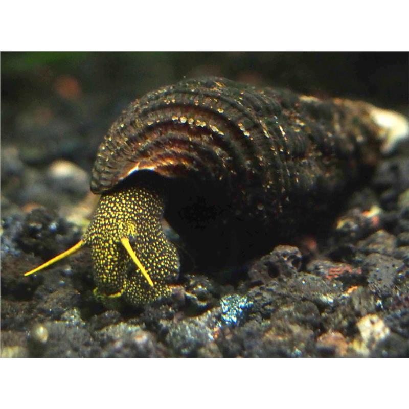 Tylomelania sp. spotted rabbit - imagine 3